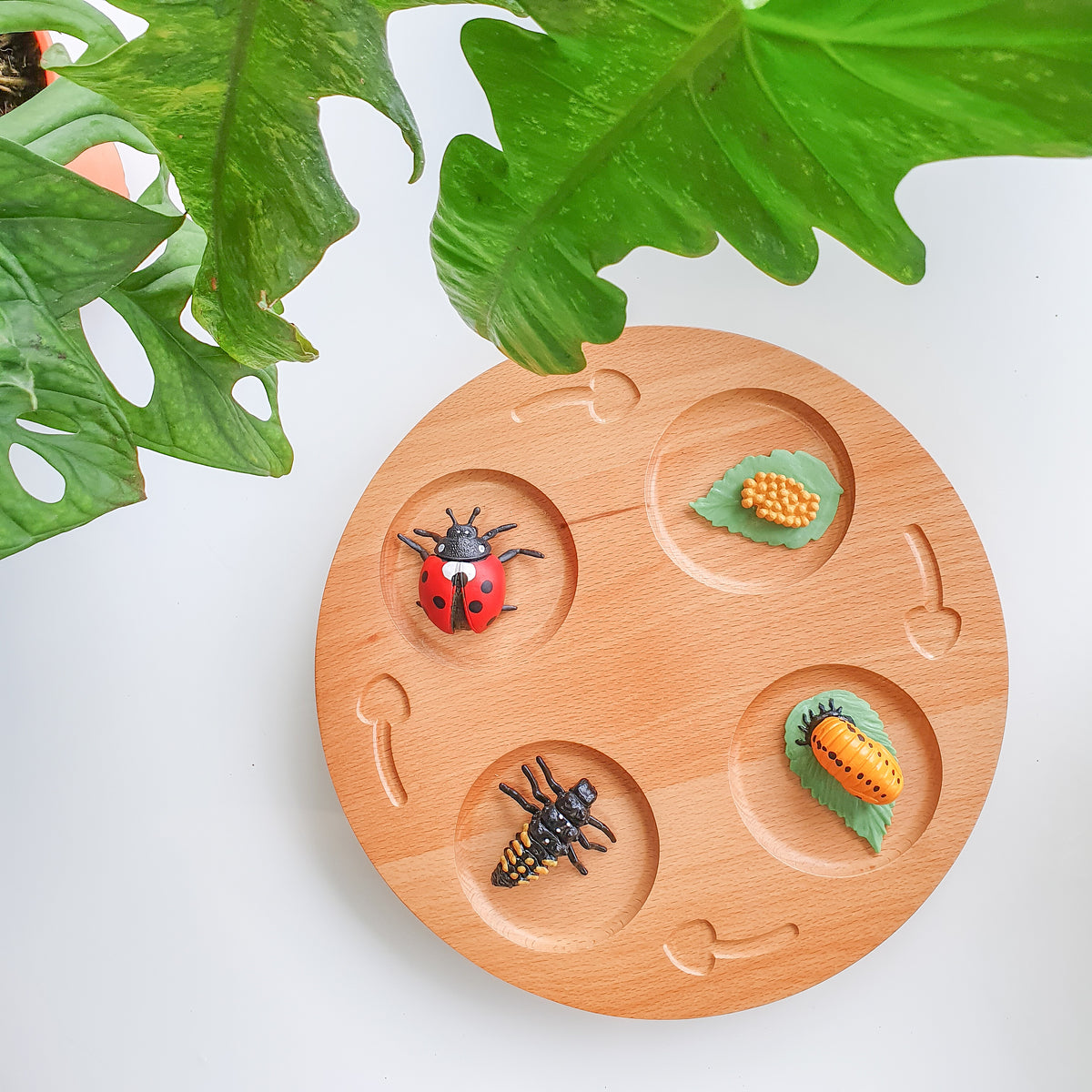 Wooden Lifecycle Tray (In-stock)