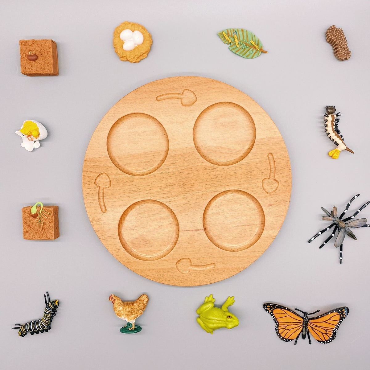 Wooden Lifecycle Tray (In-stock)